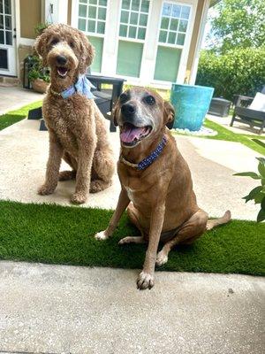 Custer McDermott Animal Hospital