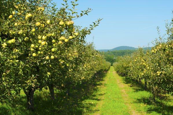 Apple orchards. Upstate New York.