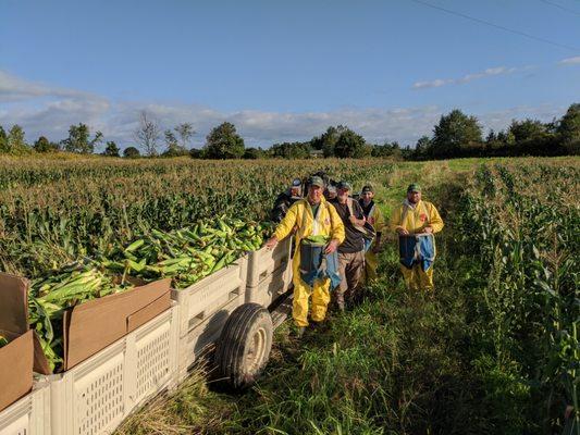 Sweet corn picking... Fresh daily into October.