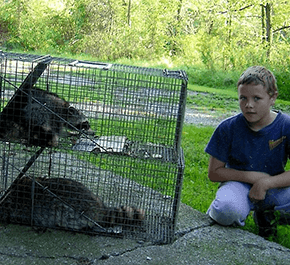 Boy with Raccoons, Wildlife Exclusion in York, PA