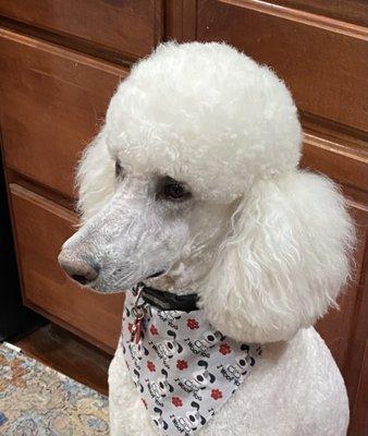 Great poodle cut