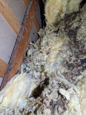 Rodents can destroy an attic. We are helping with control and cleanup!