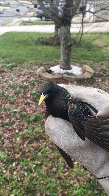 Starling that entered a house through a open dryer vent.