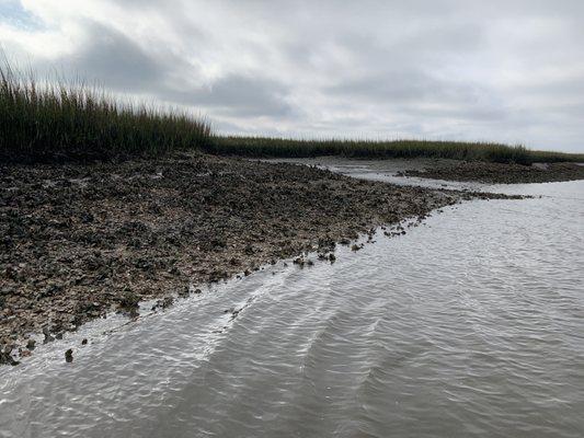 Oyster beds along Crooked River - major die off and barely a few babies alive