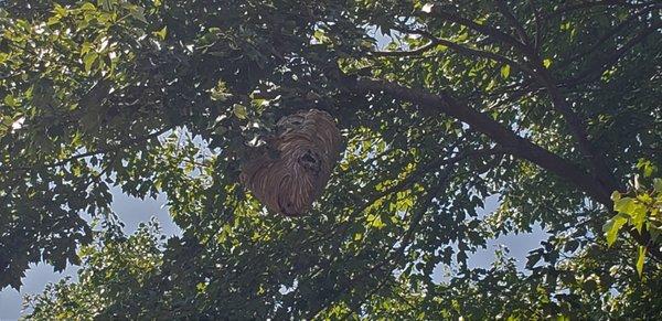 Bald Face hornet nest 20+ feet off the ground.