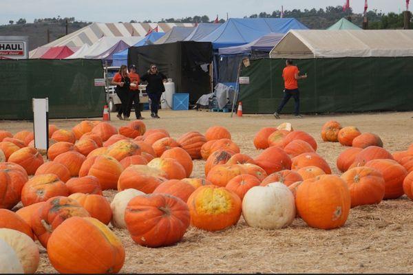 Giant pumpkins