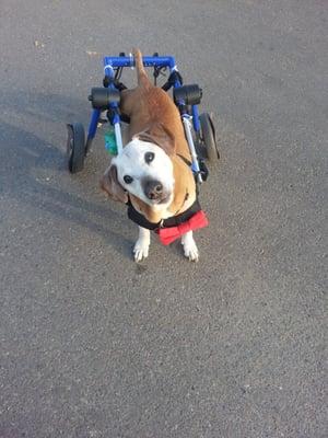 Copper's last walk in the park :)