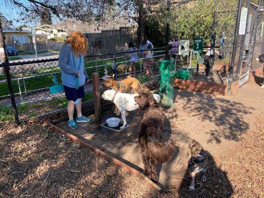 Doggy watering station-very popular spot