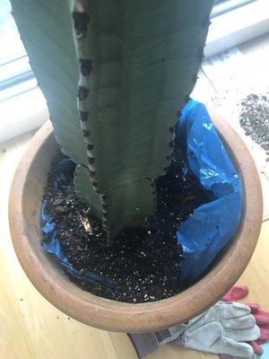 Plastic bag was left hidden upon their "repotting service" which was blocking the pot's drainage hole.