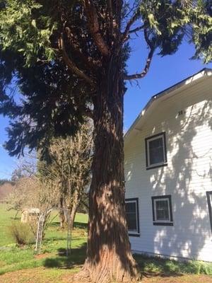 Large branch broke and fell on the roof