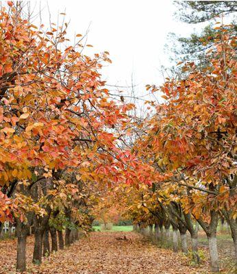 There is no shortage of snappable views in Gridley, esp. around this time of the year.