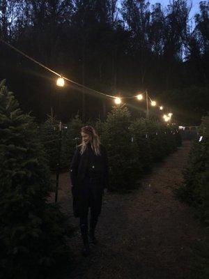 Christmas Tree Farm late afternoon.