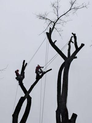 Oakes Tree Service