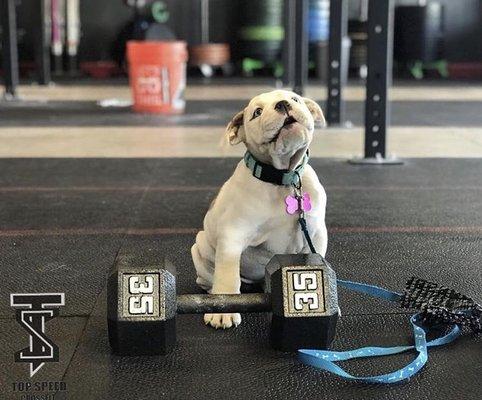 Gym mascot