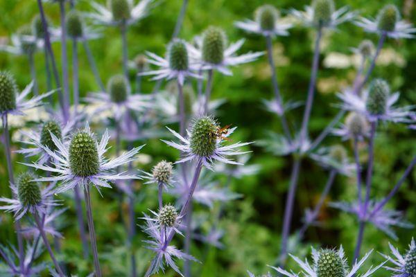 Betty Ford Alpine Gardens