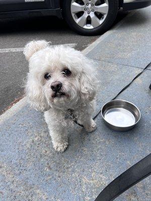 Water bowl for my dog