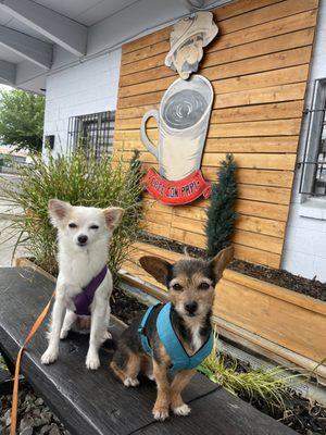 Dog friendly patio with shade and misters