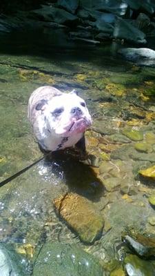 Bruno on his walk through the park