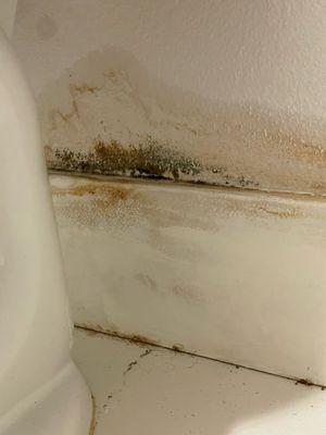 The result - MOLD!  Mushrooms and almost $12K in Mold Remediation