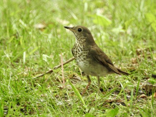 Gray-cheeked Thrush