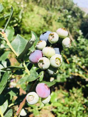 Lake Catherine Blueberries