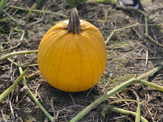 Kregel's Pumpkin Patch