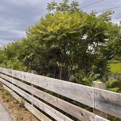 Great part of the trail to stand and admire the pretty plants, fish , birds and frogs.