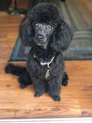 Miniature poodle puppy freshly groomed