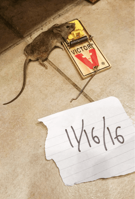 Mice were caught daily as the rodent infestation has gone unmitigated for years at 4436 Chestnut Street