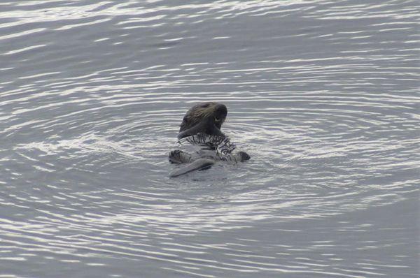 Sea otter