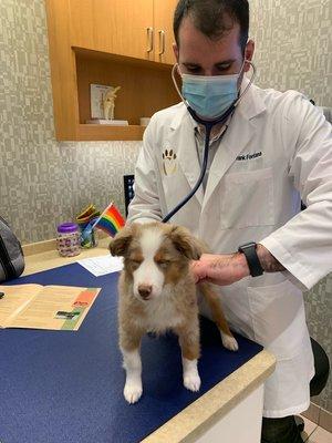 Dr. Fontana getting a heart rate on his new puppy patient.