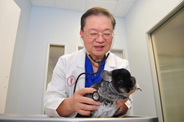 We treat reptiles and exotic pets, including chinchillas