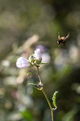 Santa Barbara Botanic Garden