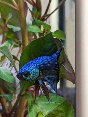 blue alien plakat betta