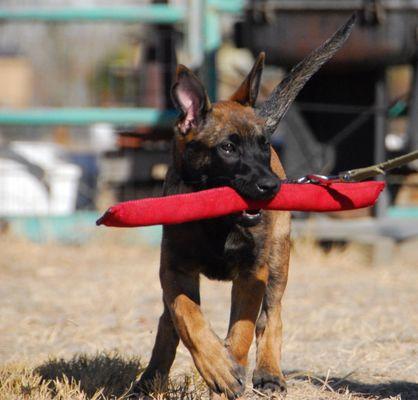 Two Bears Dog Training