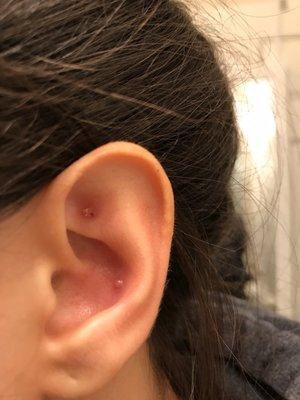 Rook and conch bumps.