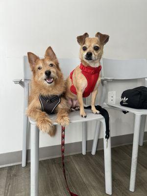 Chewy & Leia super calm, waiting for their dr!