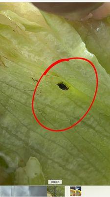 Live and dead Parasites , unclean lettuce