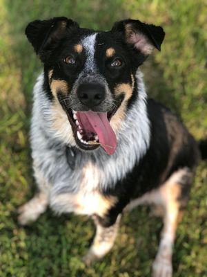 Country Kennels