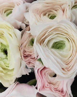 Ranunculus