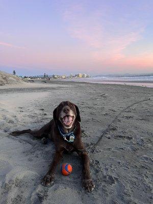 Labrador Rescuers