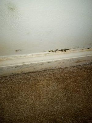 MOLD ALONE THE CLOSET WALL. WATER DRAIN IN FROM KIITCHEN.