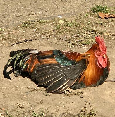 Sleepy rooster! :-)