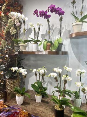 Orchids galore! One is prettier than the next!