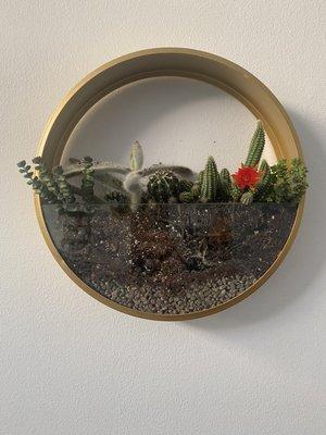 Cacti