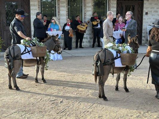 Nov 2024. Donkeys delivering beer