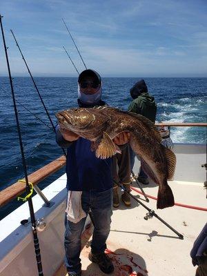 Lingcod