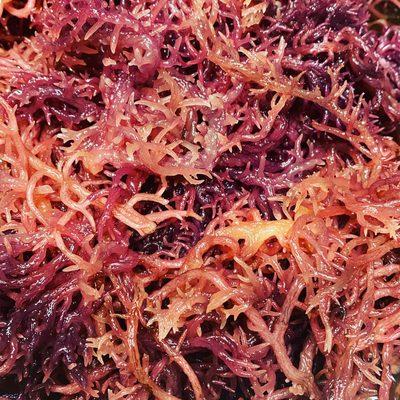 Saint Lucia Purple Sea Moss