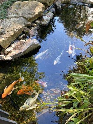 Koi pond below the bridge