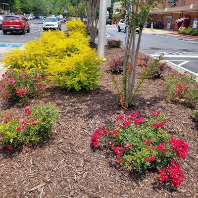 A patch of gardening in the parking lot.